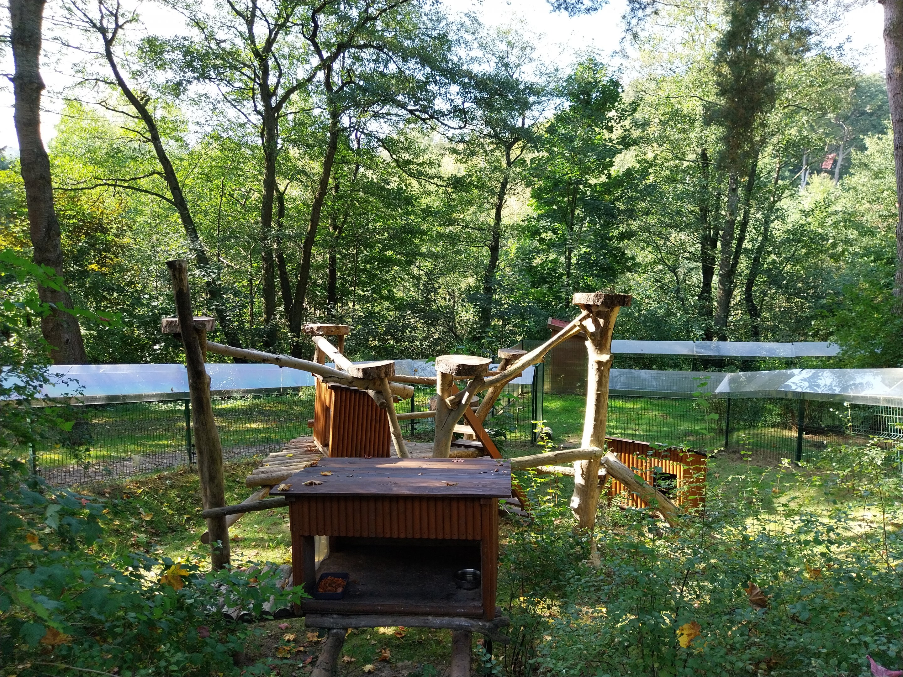 Nepalese Red Panda (Ailurus fulgens)