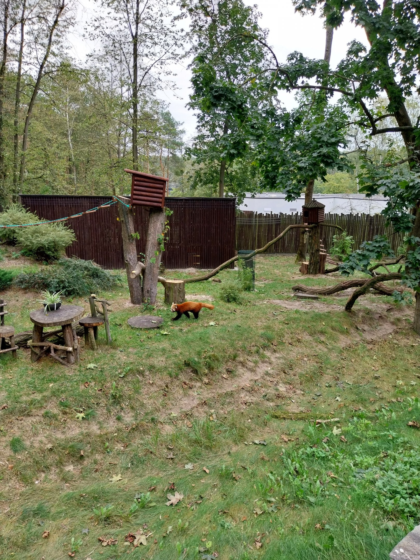 Nepalese Red Panda (Ailurus fulgens)