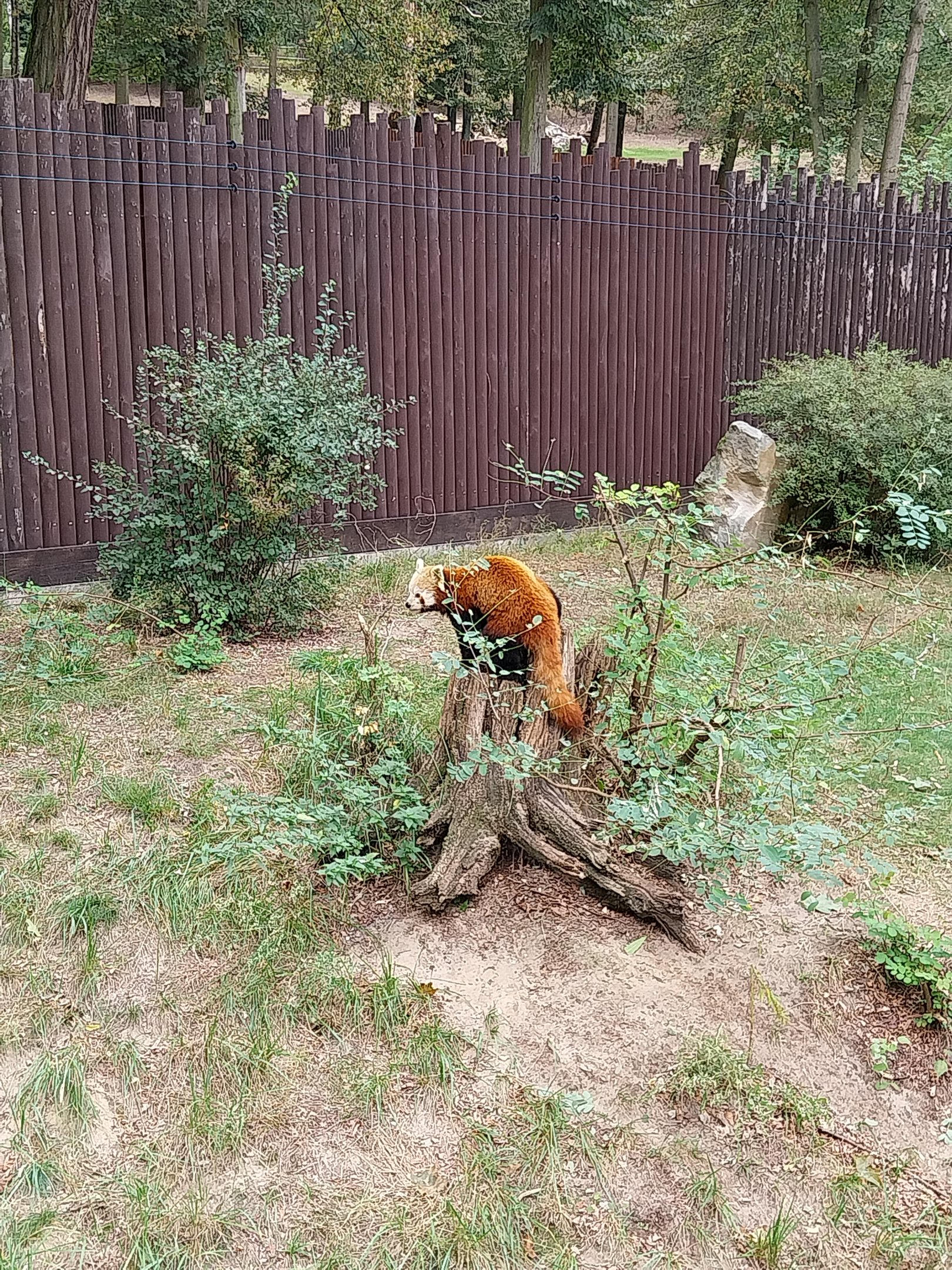 Nepalese Red Panda (Ailurus fulgens)