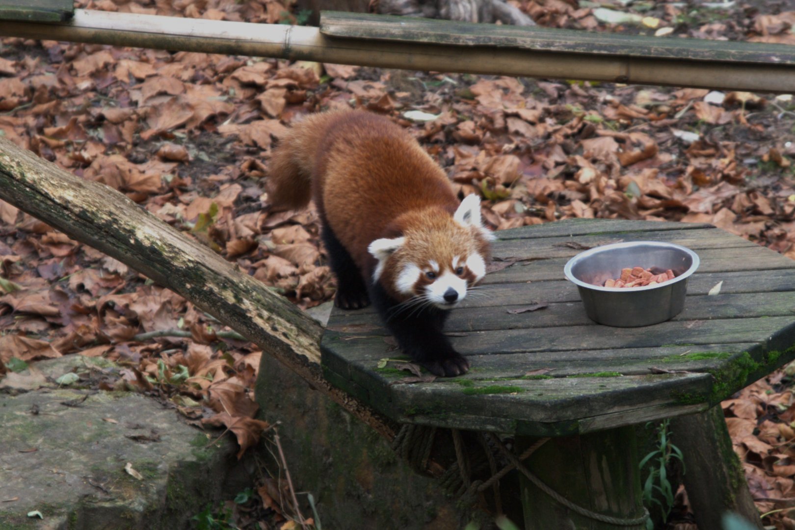 Nepalese Red Panda (Ailurus fulgens)