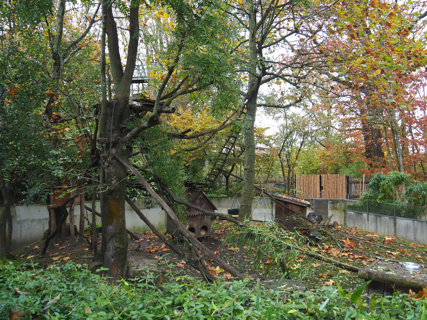 Nepalese red panda and Male Reeves's muntjac exhibit,  2021-11-06