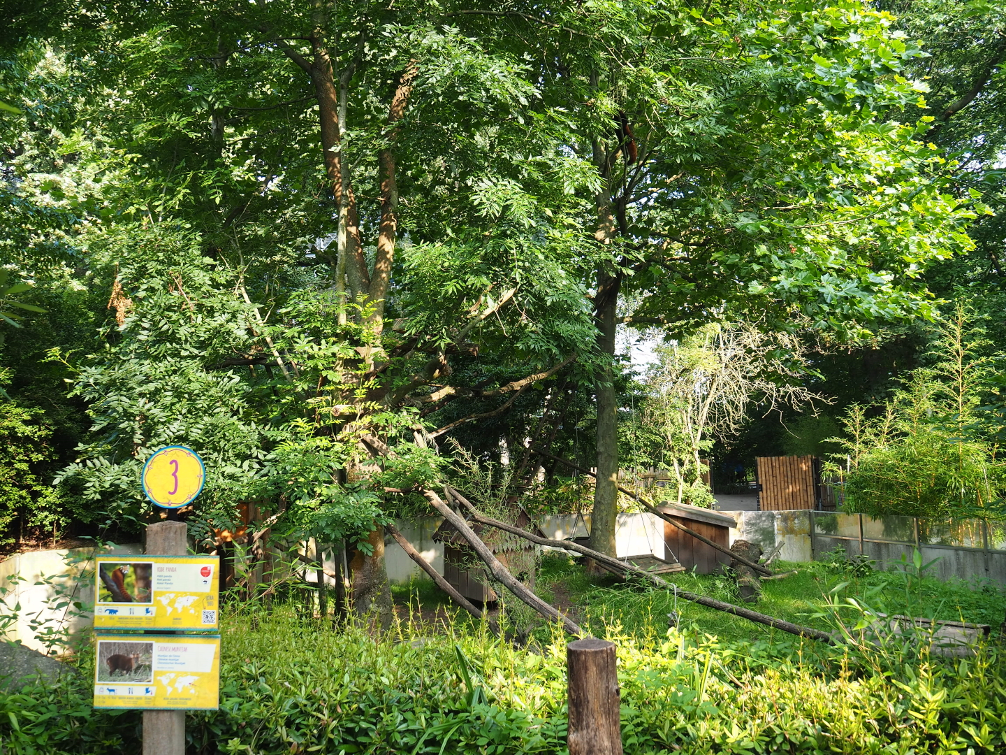 Nepalese red panda and Reeves's muntjac exhibit, 2021-07-20