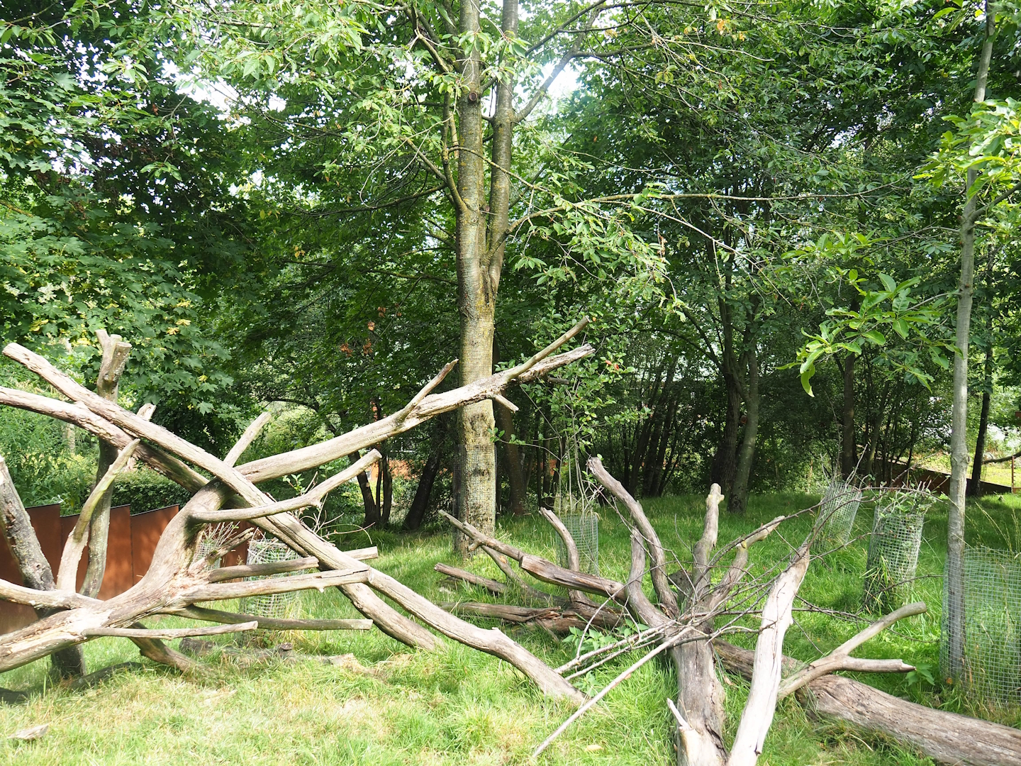 Nepalese red panda and Reeves's muntjac exhibit, 2023-07-18