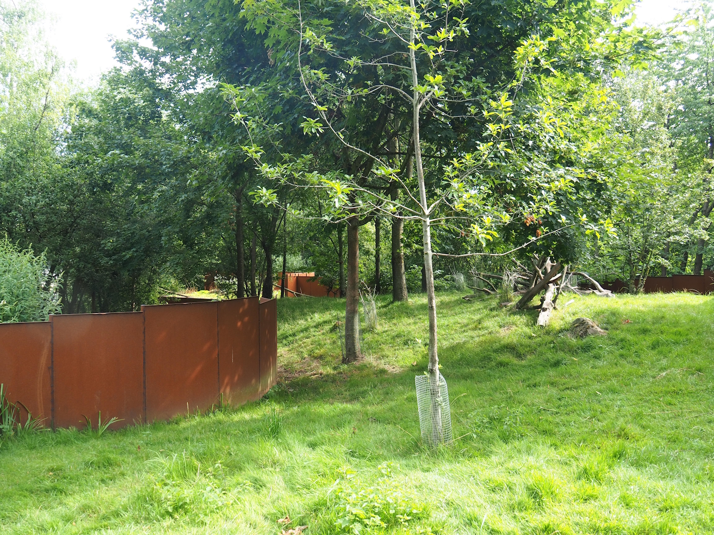 Nepalese red panda and Reeves's muntjac exhibit, 2023-07-18