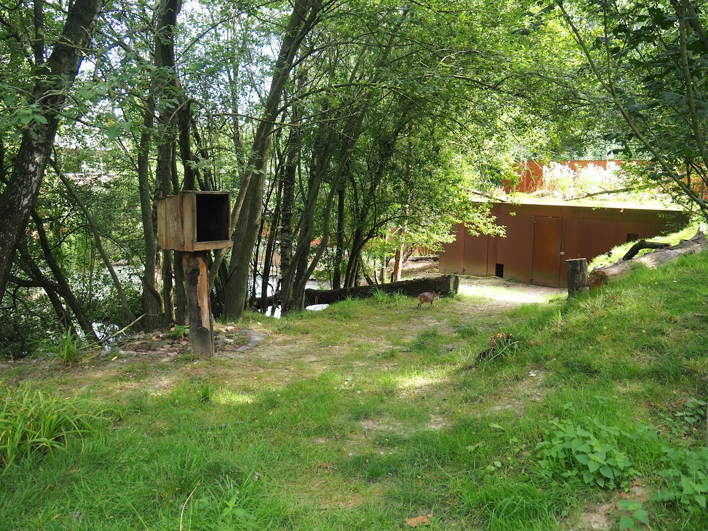 Nepalese red panda and Reeves's muntjac exhibit, 2023-07-18