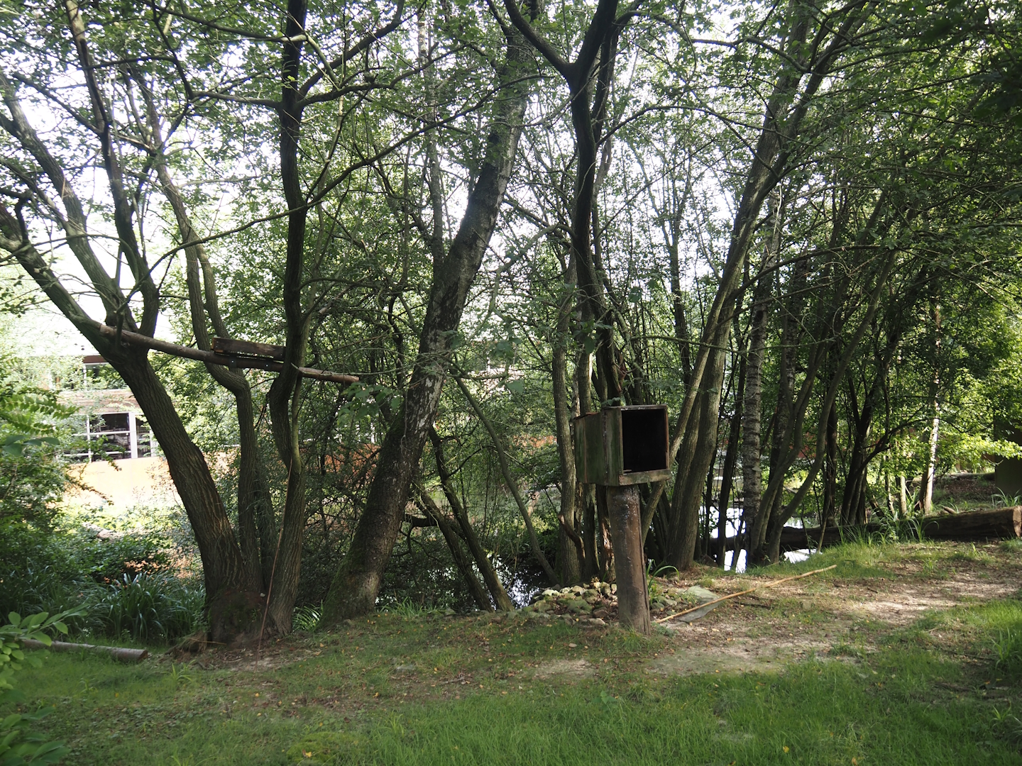 Nepalese red panda and Reeves's muntjac exhibit, 2024-08-21