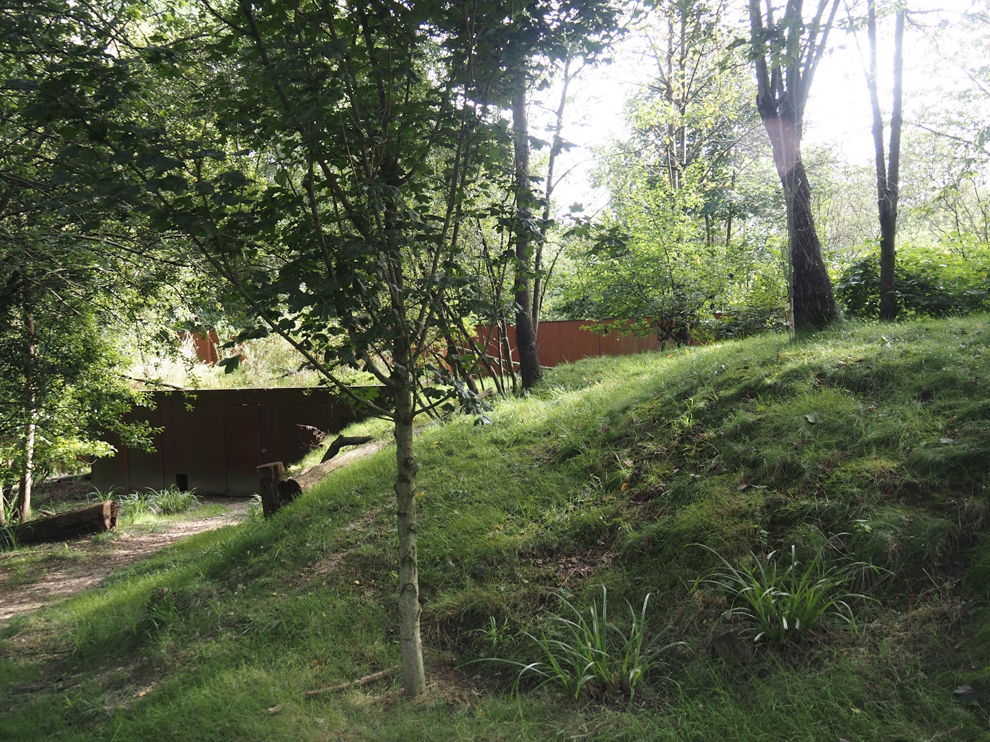 Nepalese red panda and Reeves's muntjac exhibit, 2024-08-21