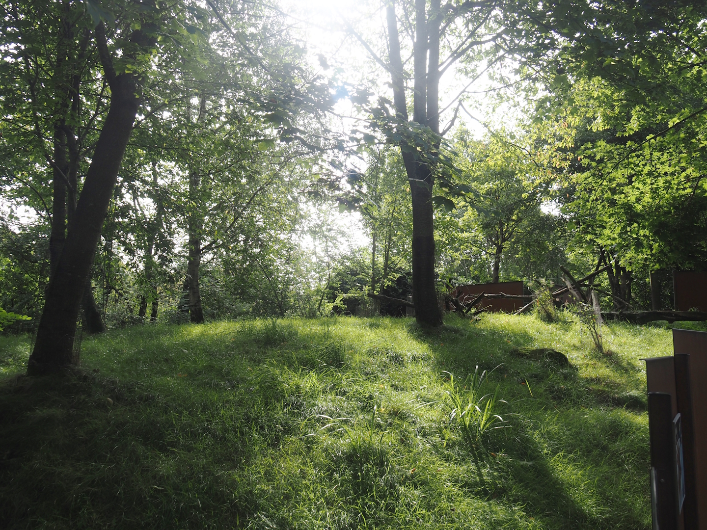 Nepalese red panda and Reeves's muntjac exhibit, 2024-08-21
