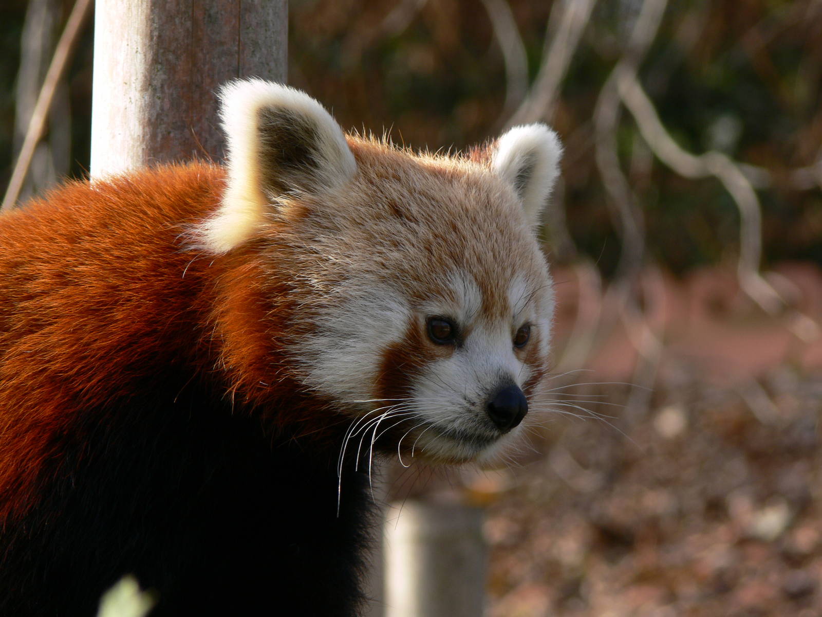 Nepalese Red Panda at Blackpool Zoo, 09/12/12