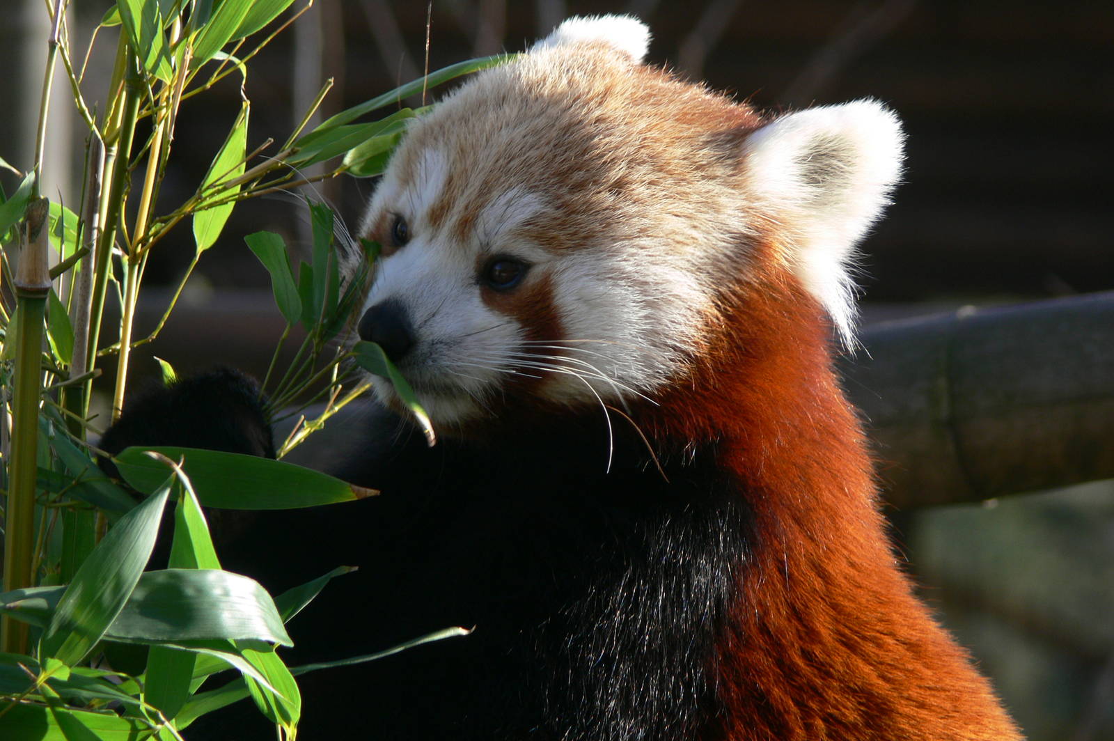 Nepalese Red Panda at Blackpool Zoo, 15/01/15