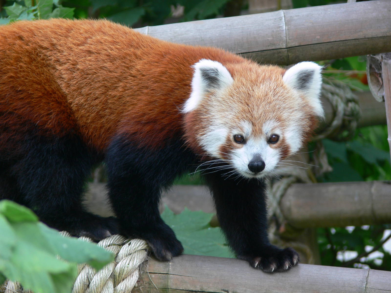 Nepalese Red Panda at Blackpool Zoo, 16/08/14