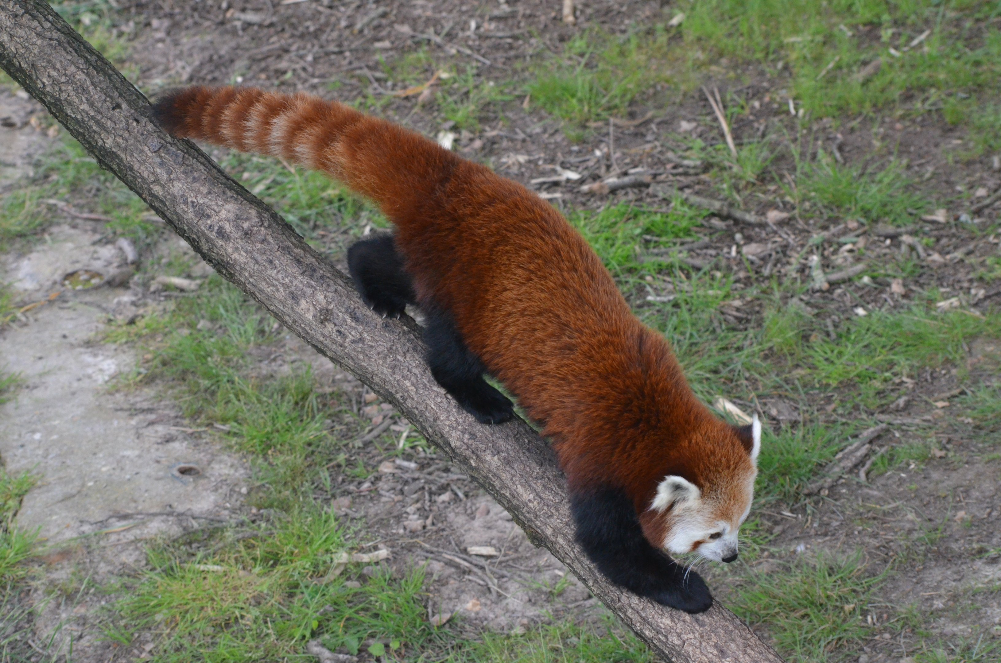 Nepalese Red Panda at Haute-Touche, 14/06/18