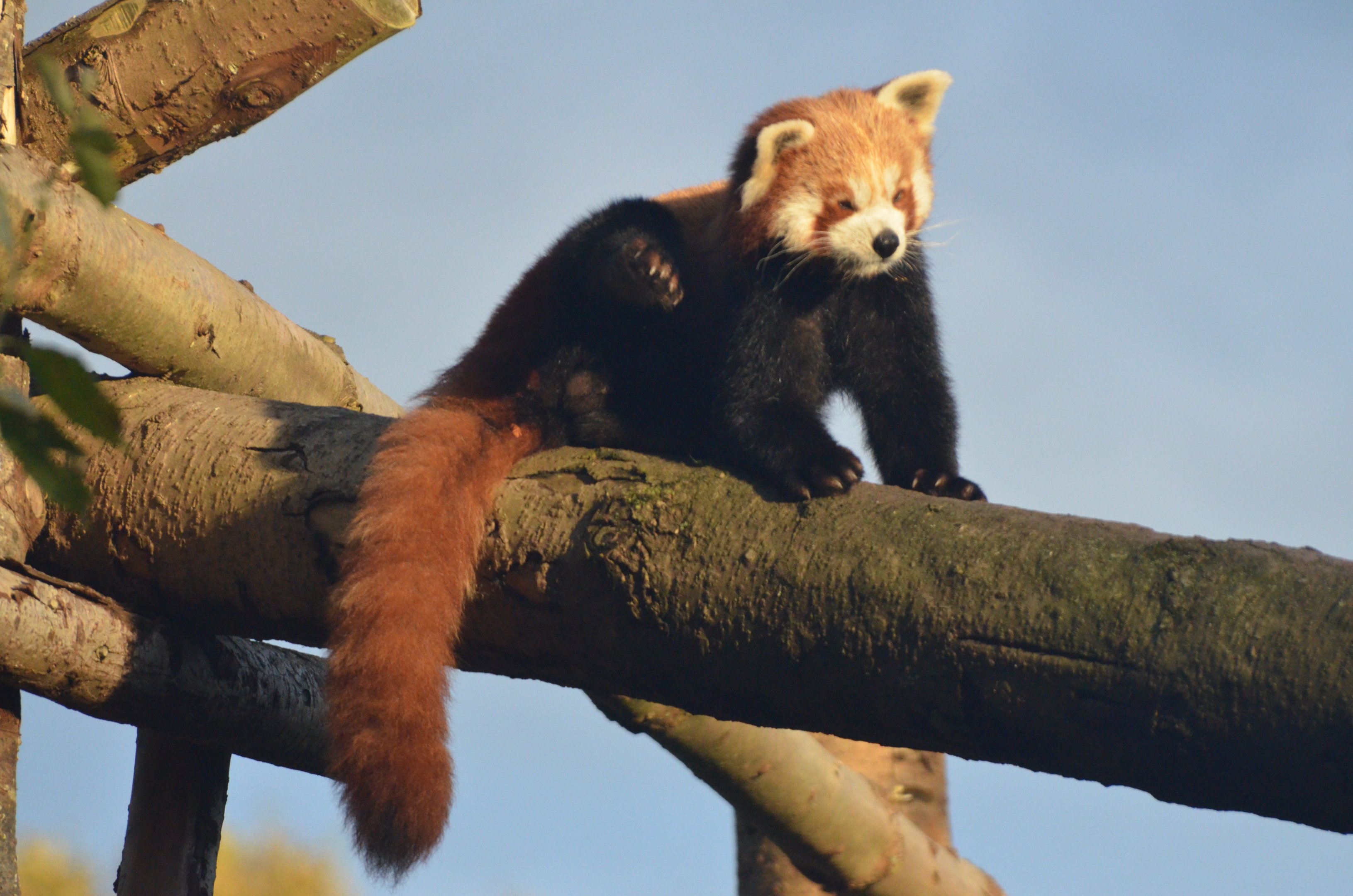 Nepalese Red Panda at Longleat, 03/11/19