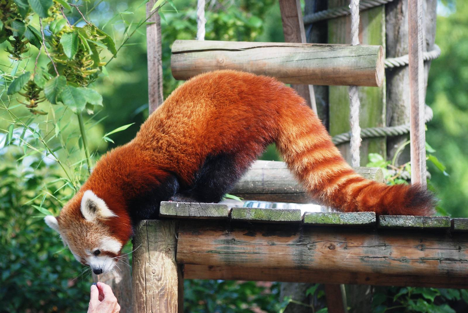 Nepalese Red Panda at Paradise WP, 01/09/13