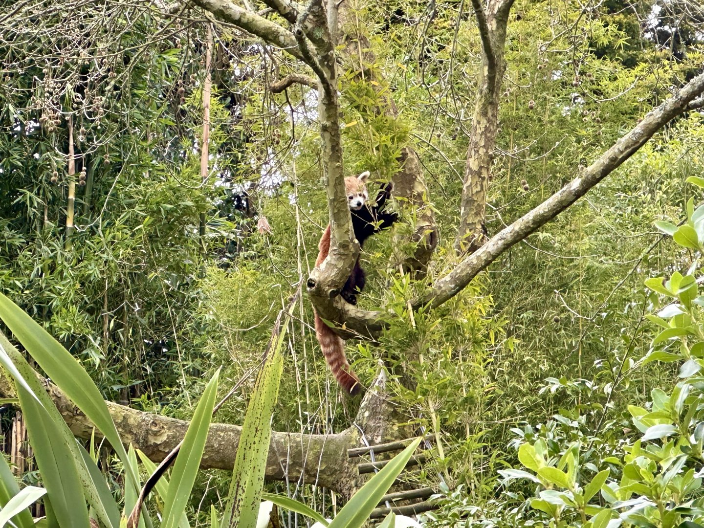 Nepalese red panda (eating bamboo)