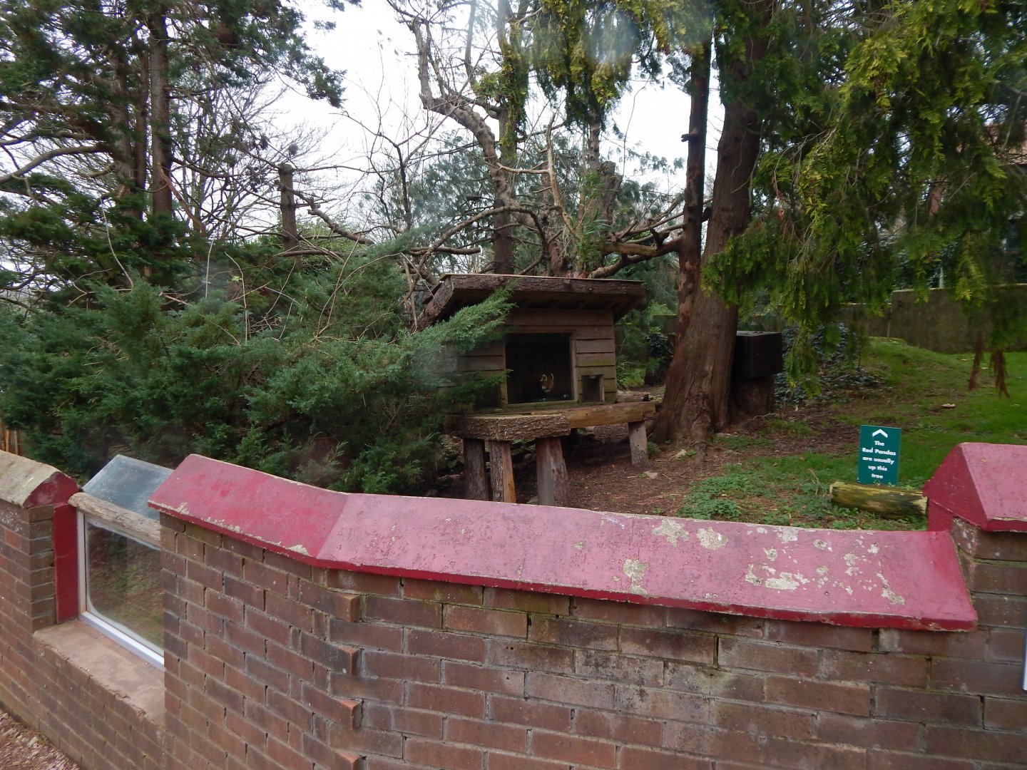 Nepalese red panda enclosure 050224