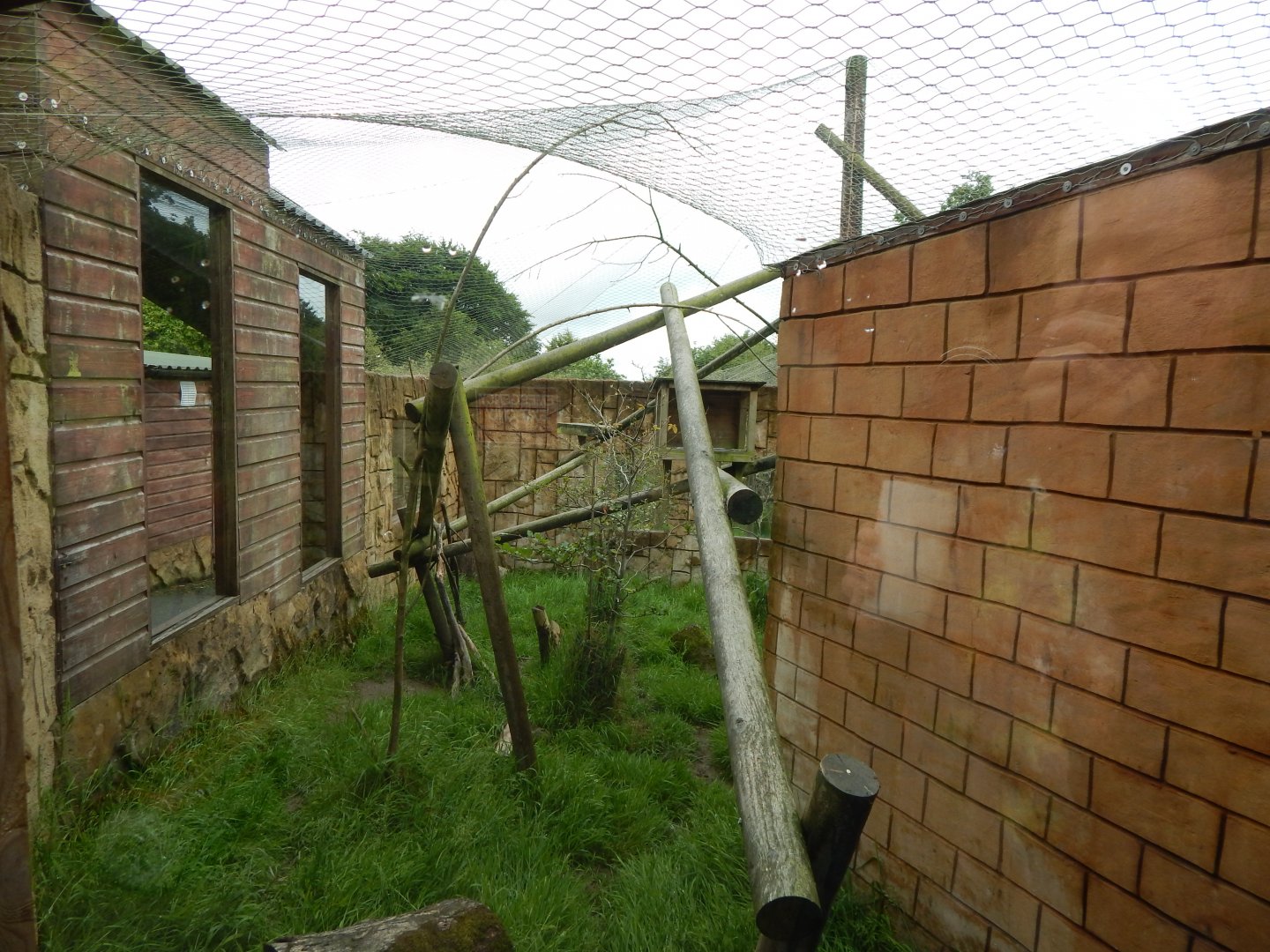 Nepalese red panda enclosure 050625