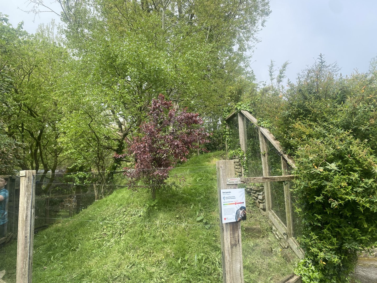 Nepalese red panda enclosure 060523