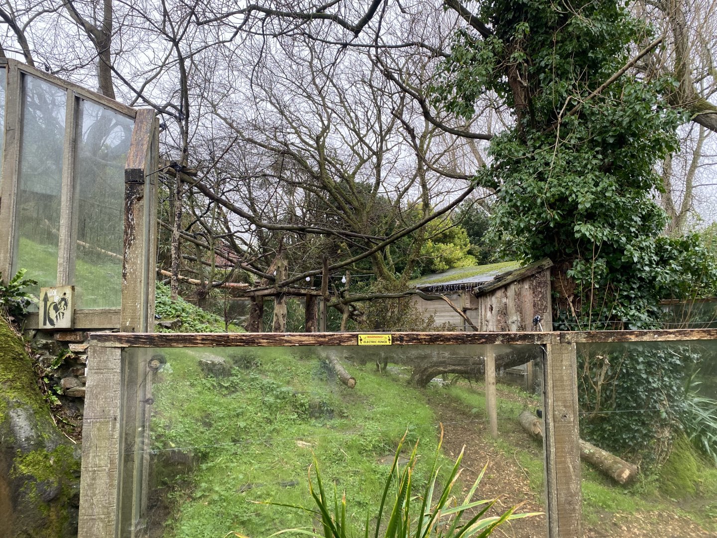 Nepalese red panda enclosure 111221
