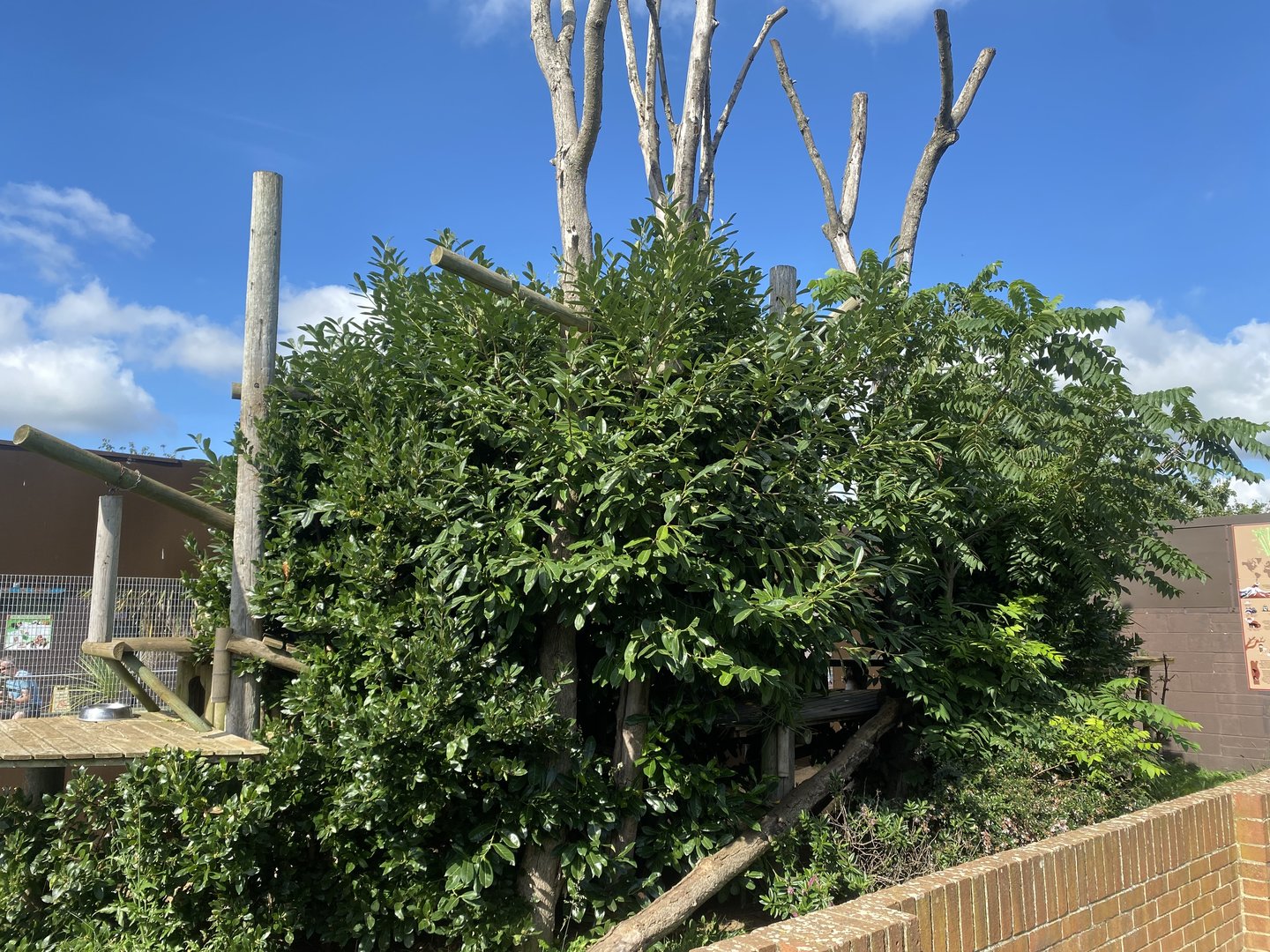 Nepalese red panda enclosure 140923