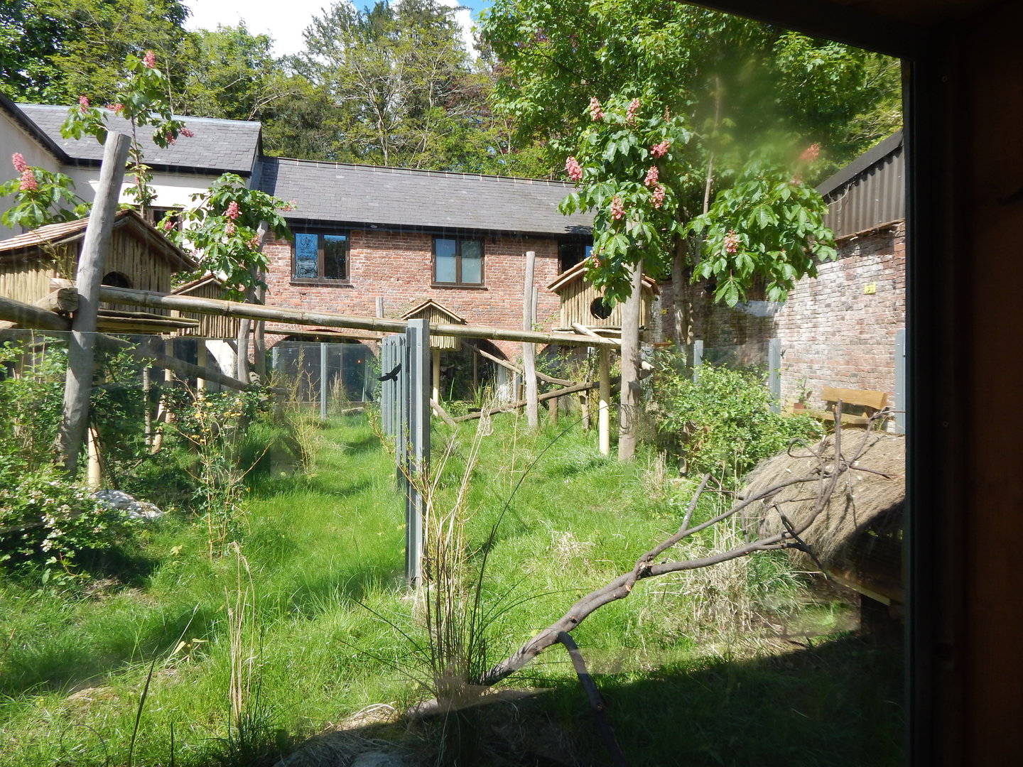 Nepalese red panda enclosure 150523