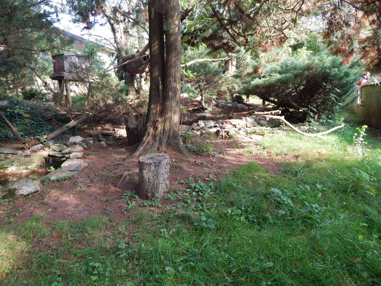 Nepalese red panda enclosure 181020