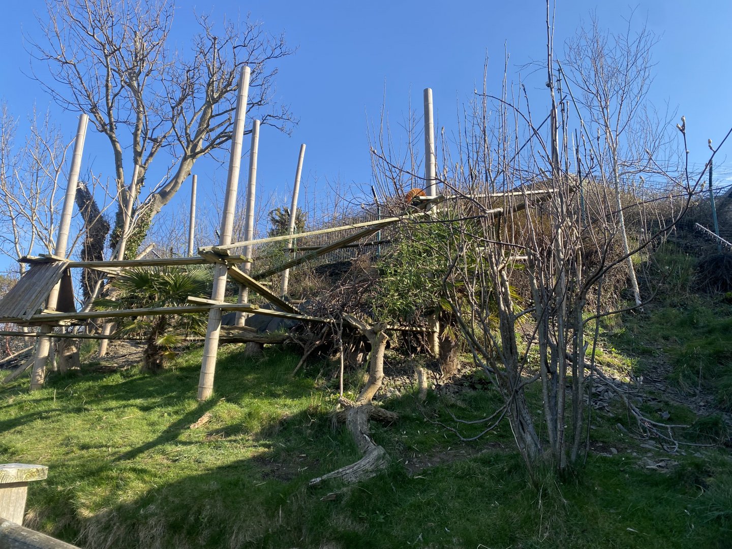 Nepalese red panda enclosure 190325