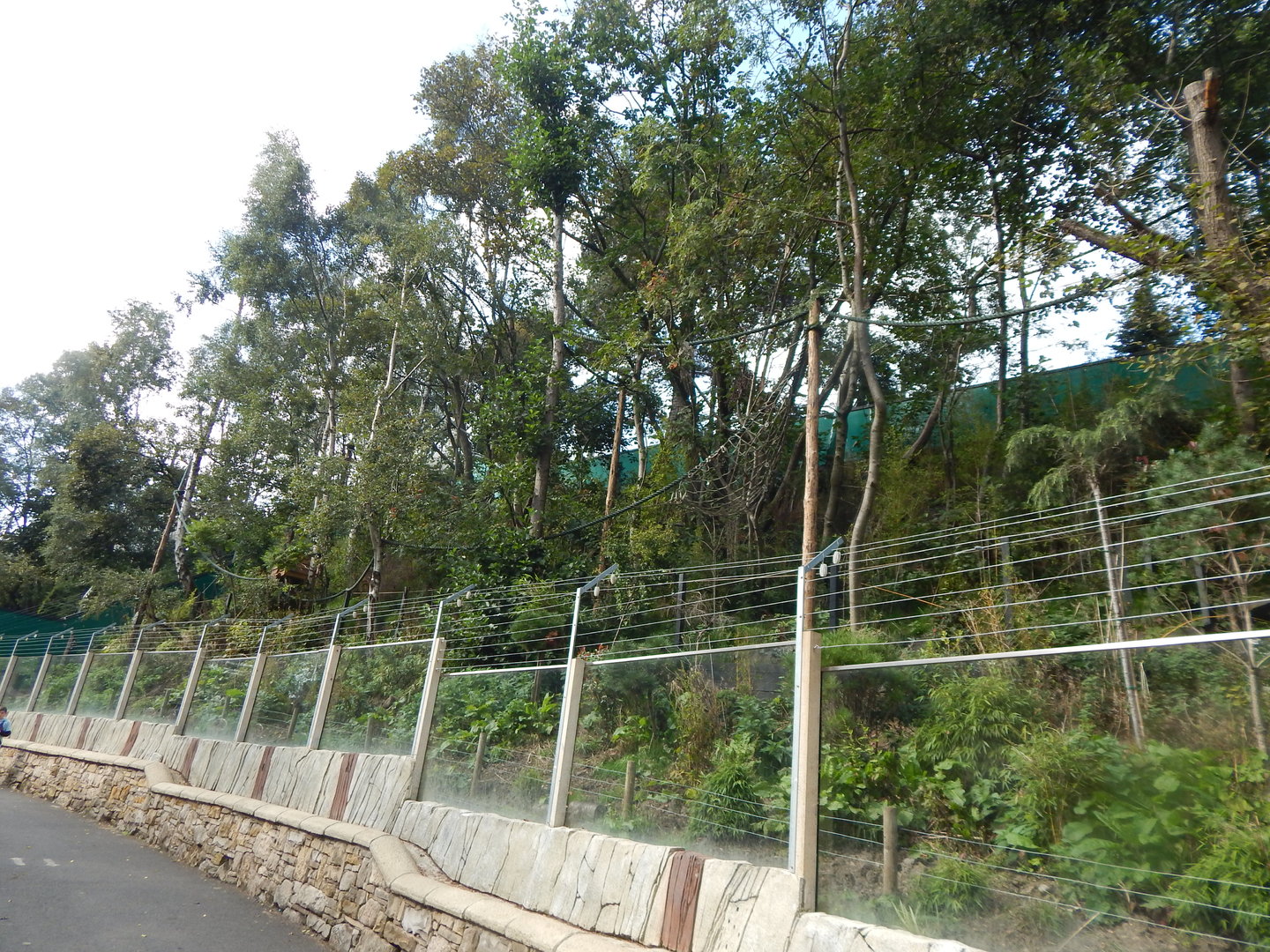 Nepalese red panda enclosure 200922