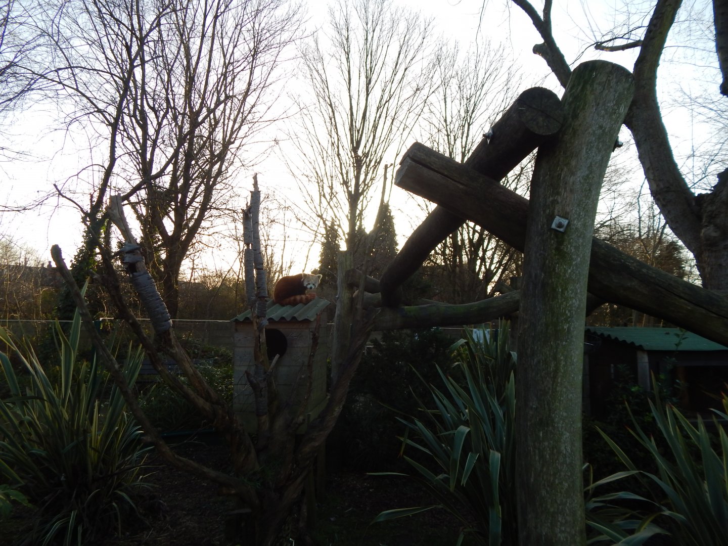 Nepalese red panda enclosure 260124