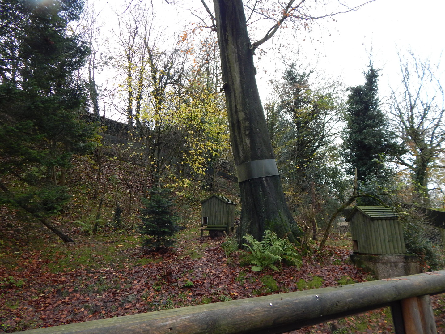 Nepalese red panda enclosure under renovation 241122