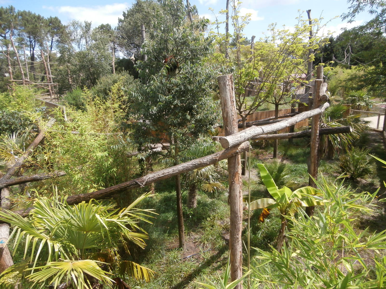 Nepalese red panda enclosure