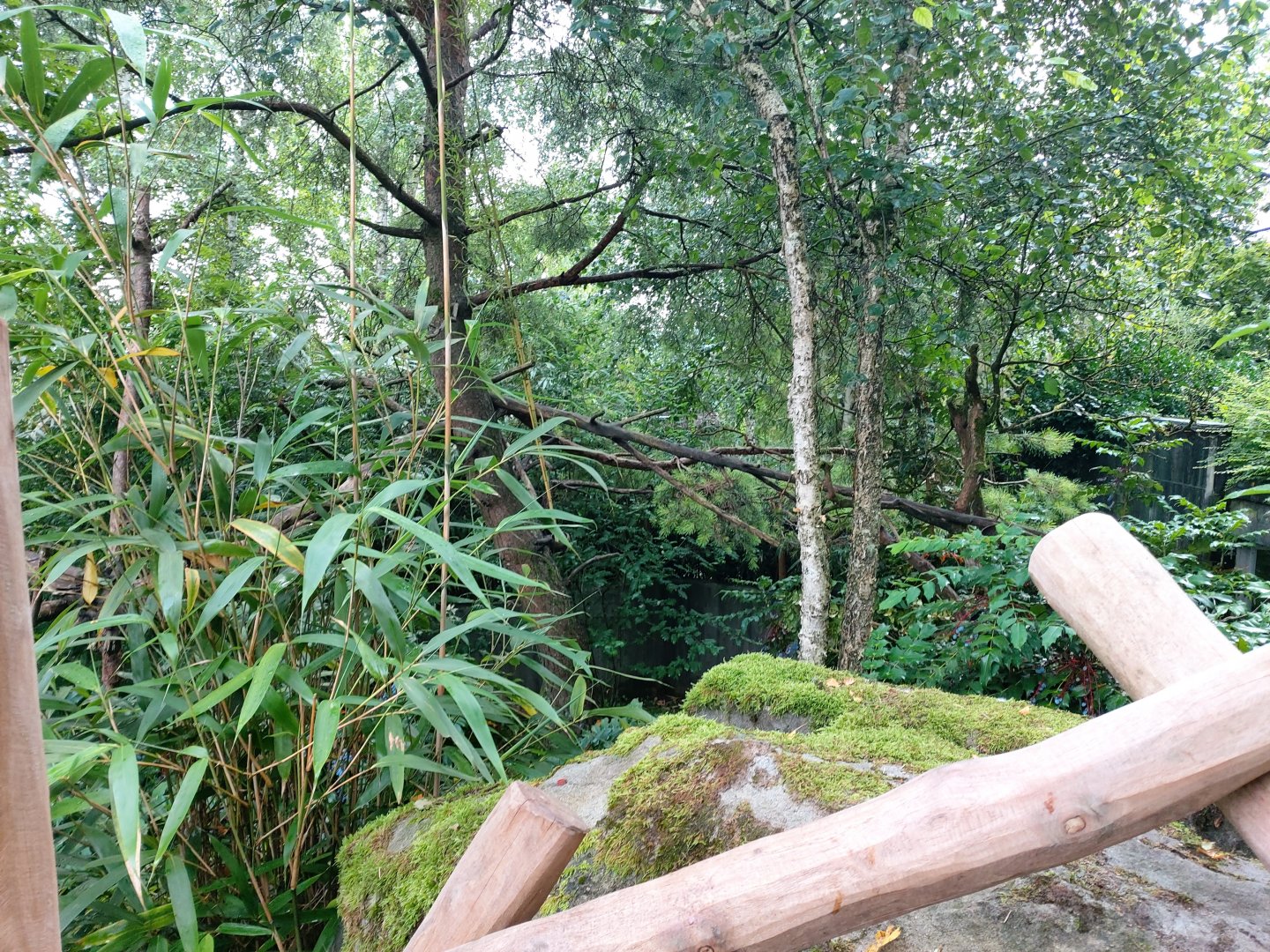 Nepalese red panda enclosure