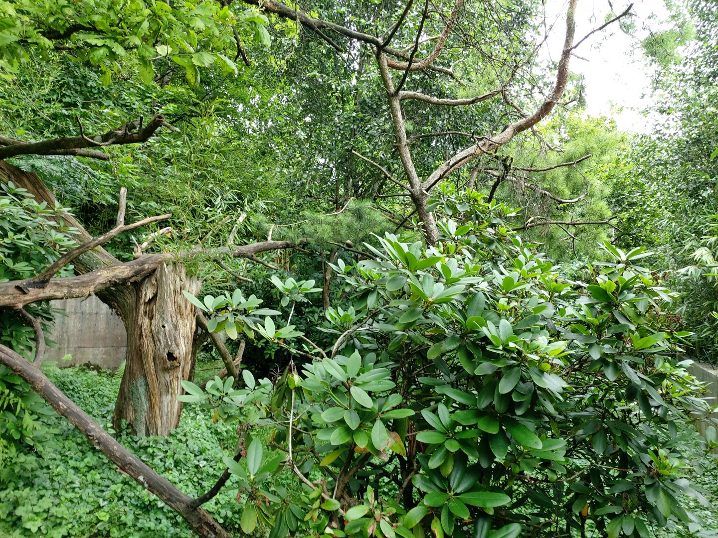 Nepalese red panda enclosure