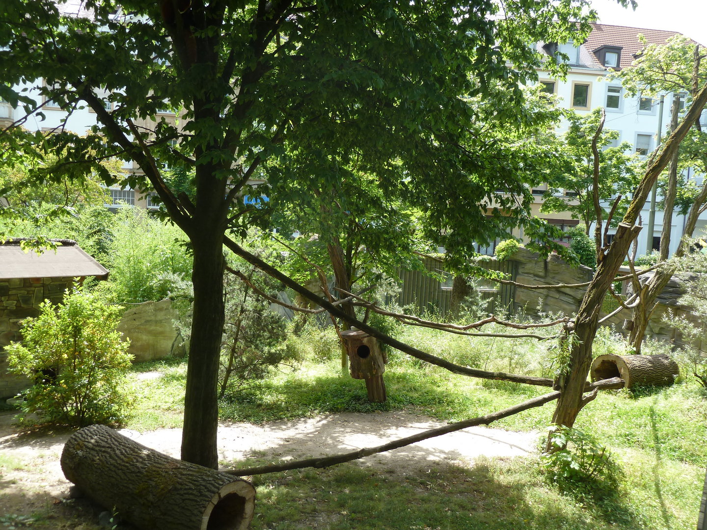 Nepalese red panda enclosure