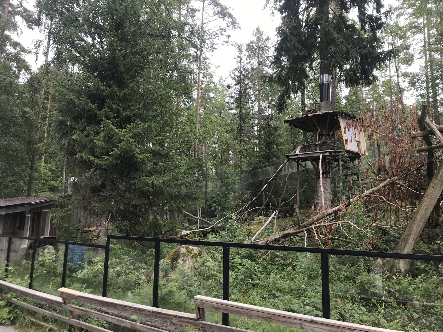 Nepalese red panda enclosure
