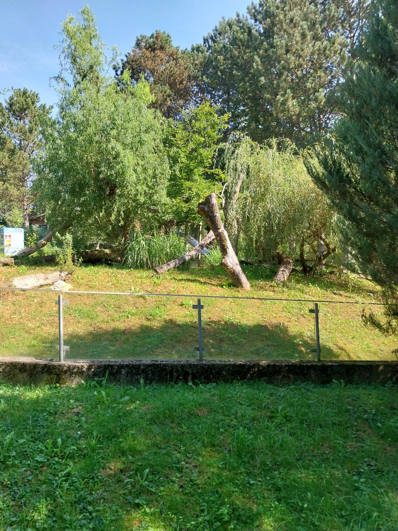 Nepalese red panda enclosure