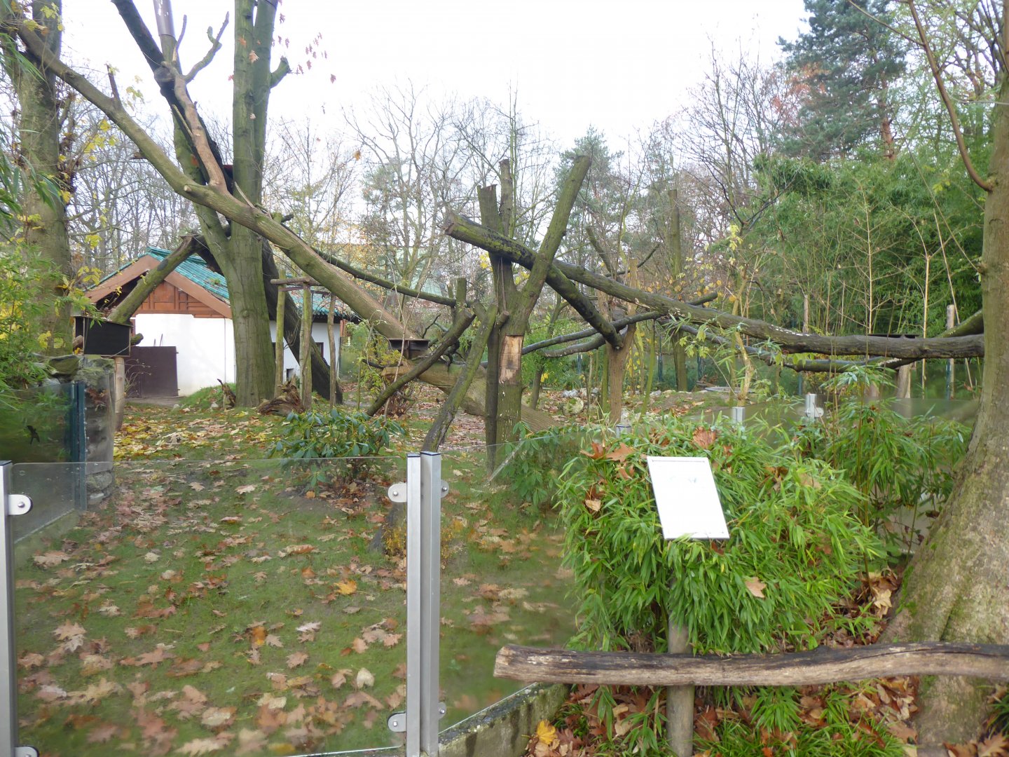 Nepalese red panda exhibit 011219