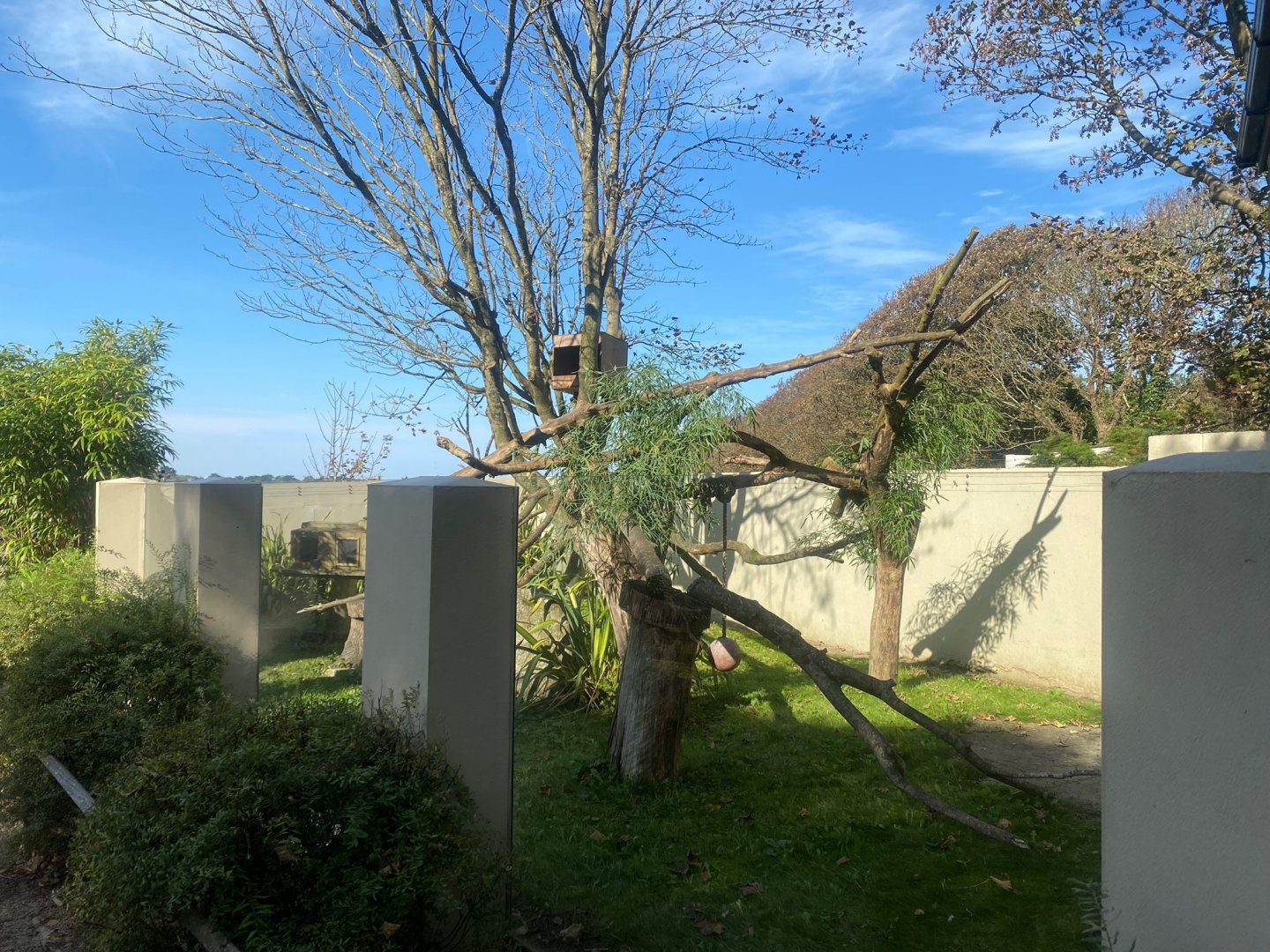 Nepalese red panda exhibit 081023