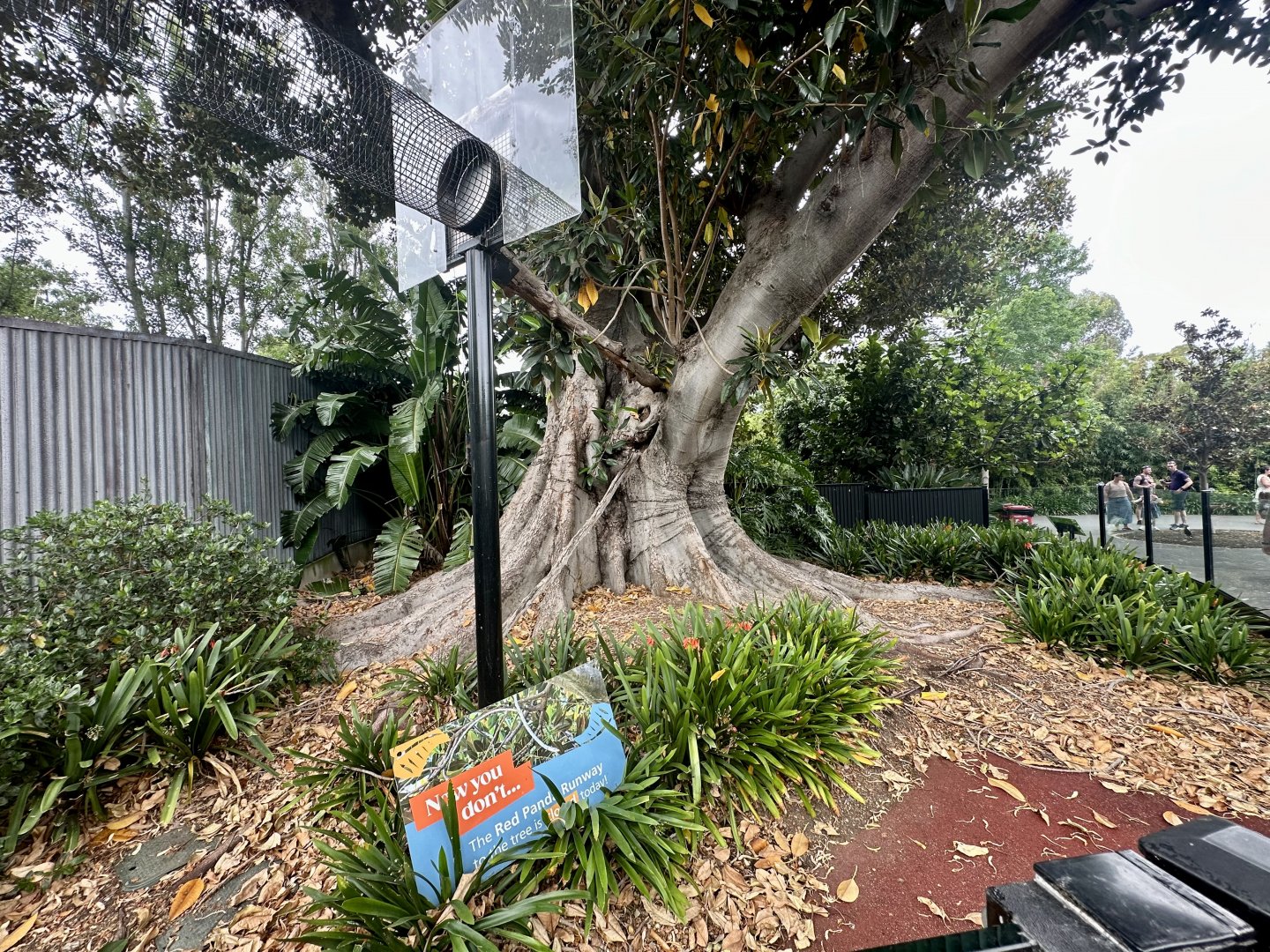 Nepalese Red Panda Exhibit 1