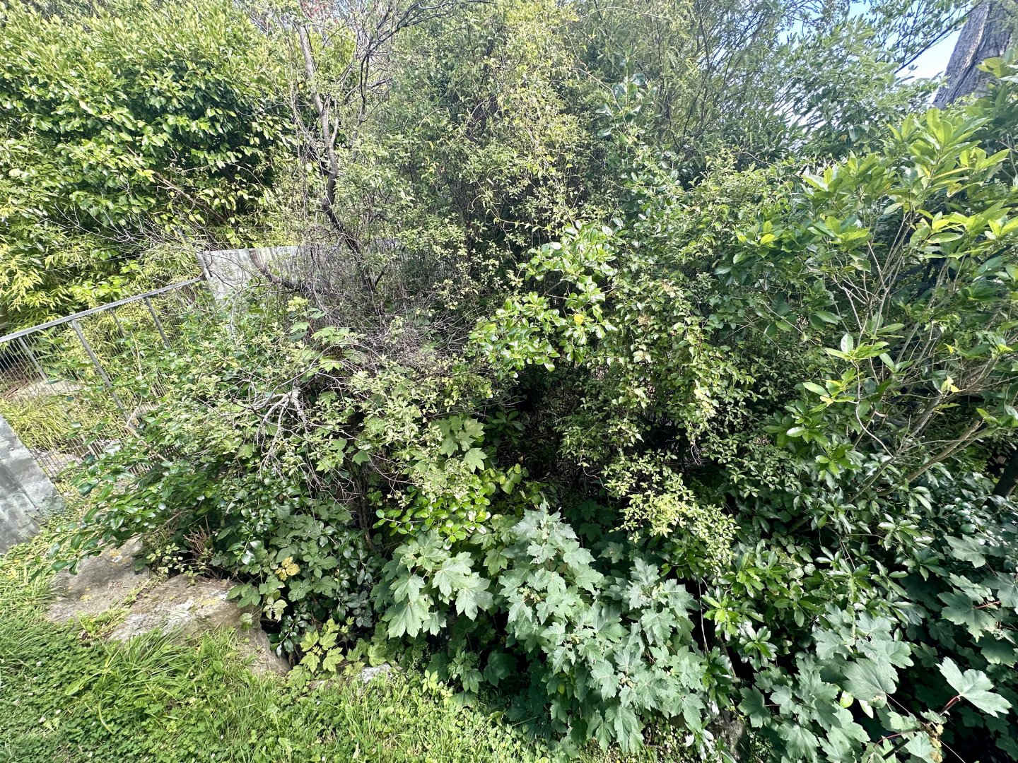 Nepalese Red Panda Exhibit 1