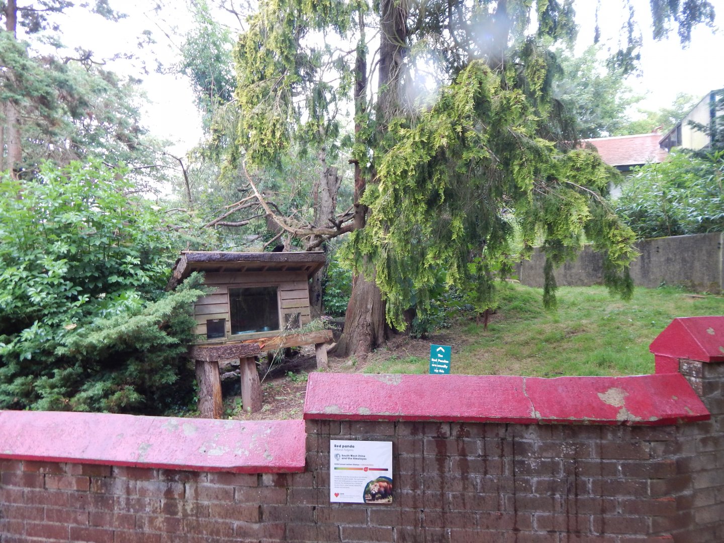 Nepalese red panda exhibit 130624