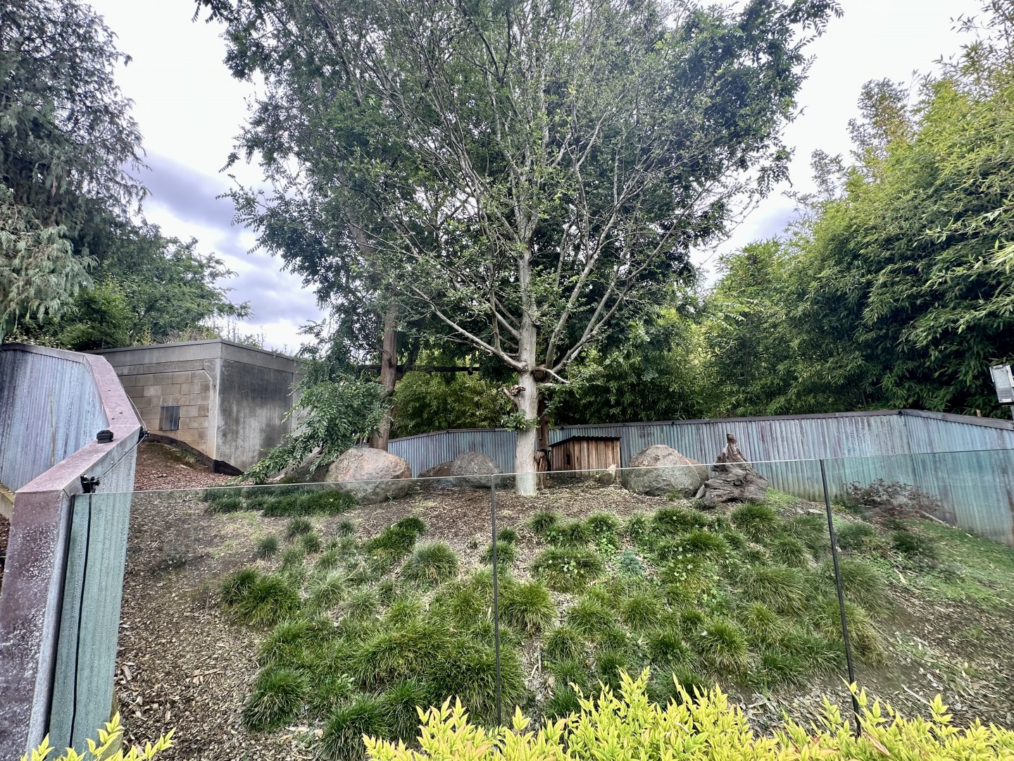 Nepalese Red Panda Exhibit 2