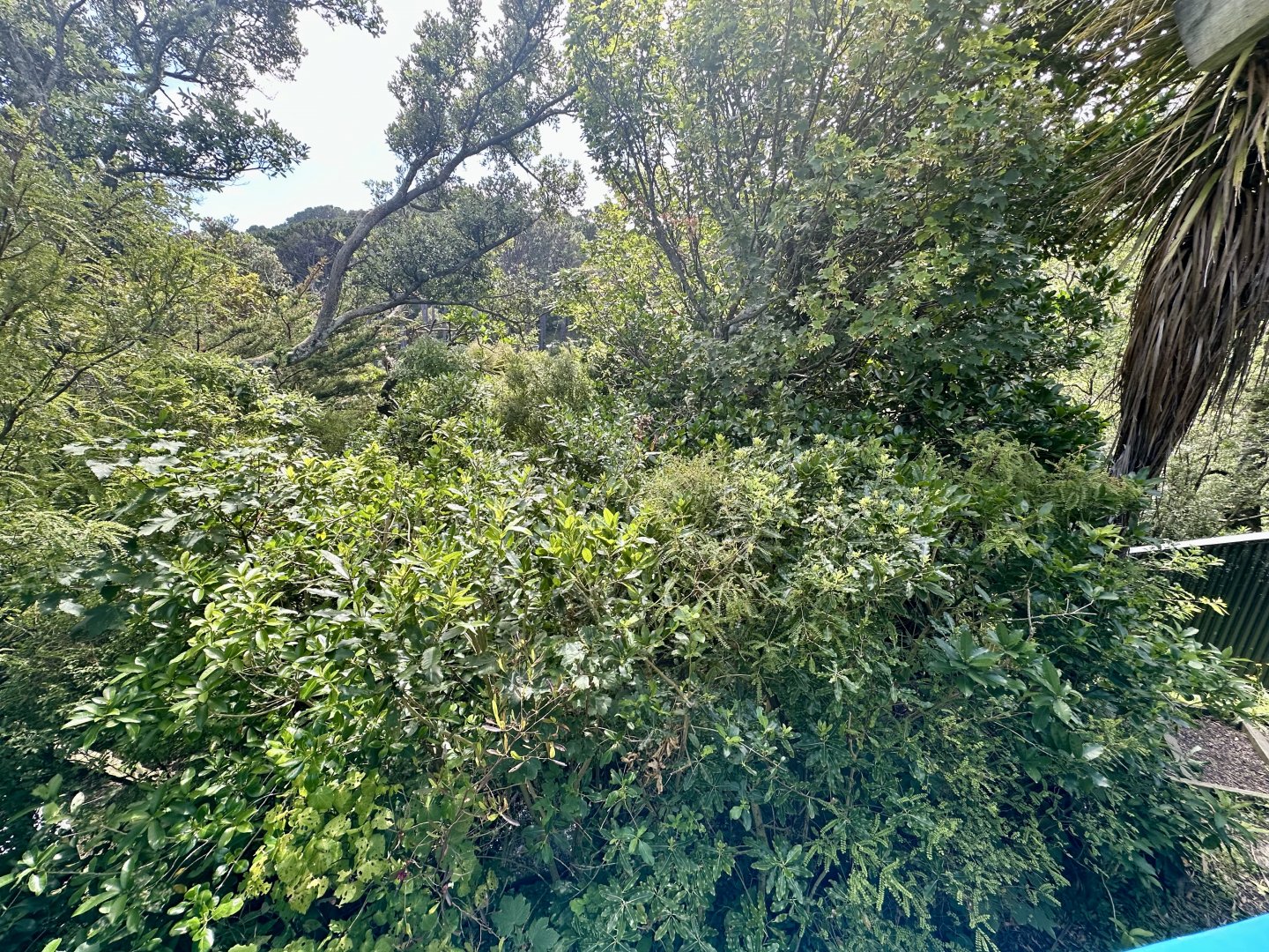 Nepalese Red Panda Exhibit 2