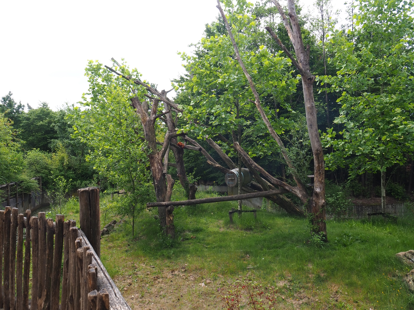 Nepalese red panda exhibit, 2022-06-12