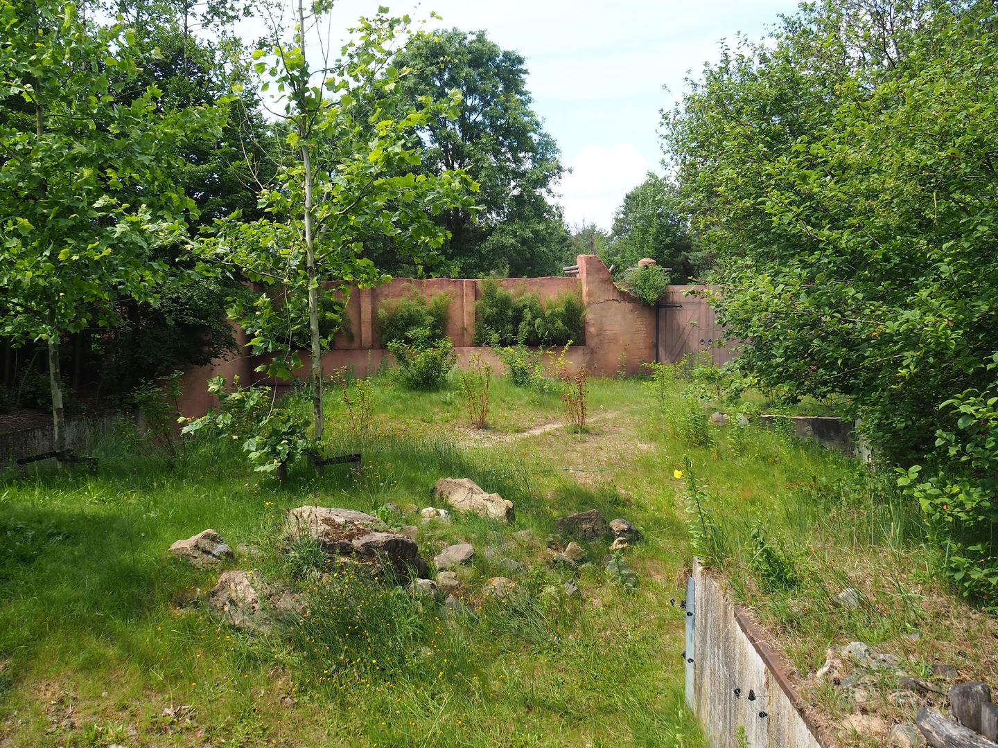 Nepalese red panda exhibit, 2022-06-12