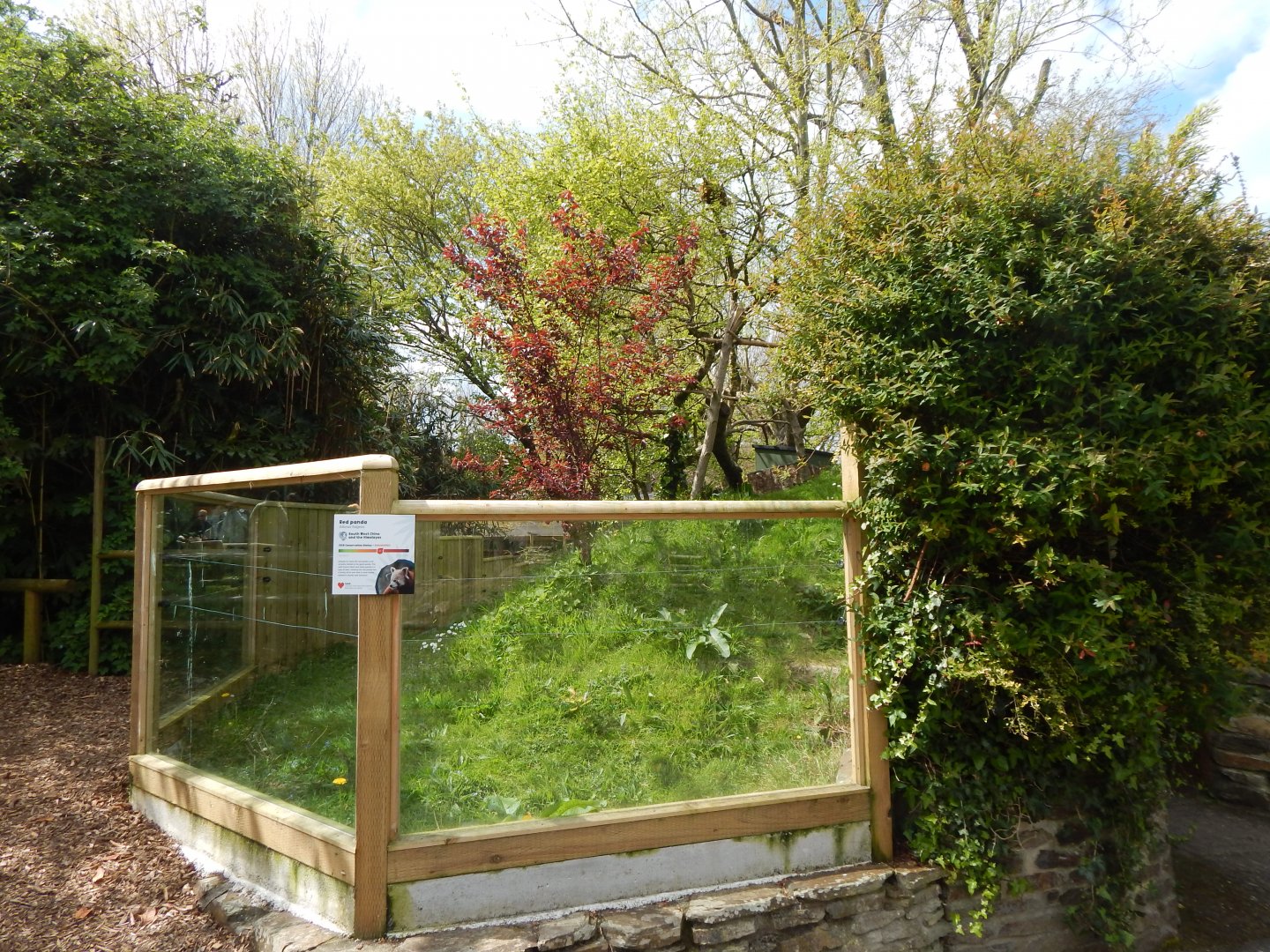 Nepalese red panda exhibit 240424