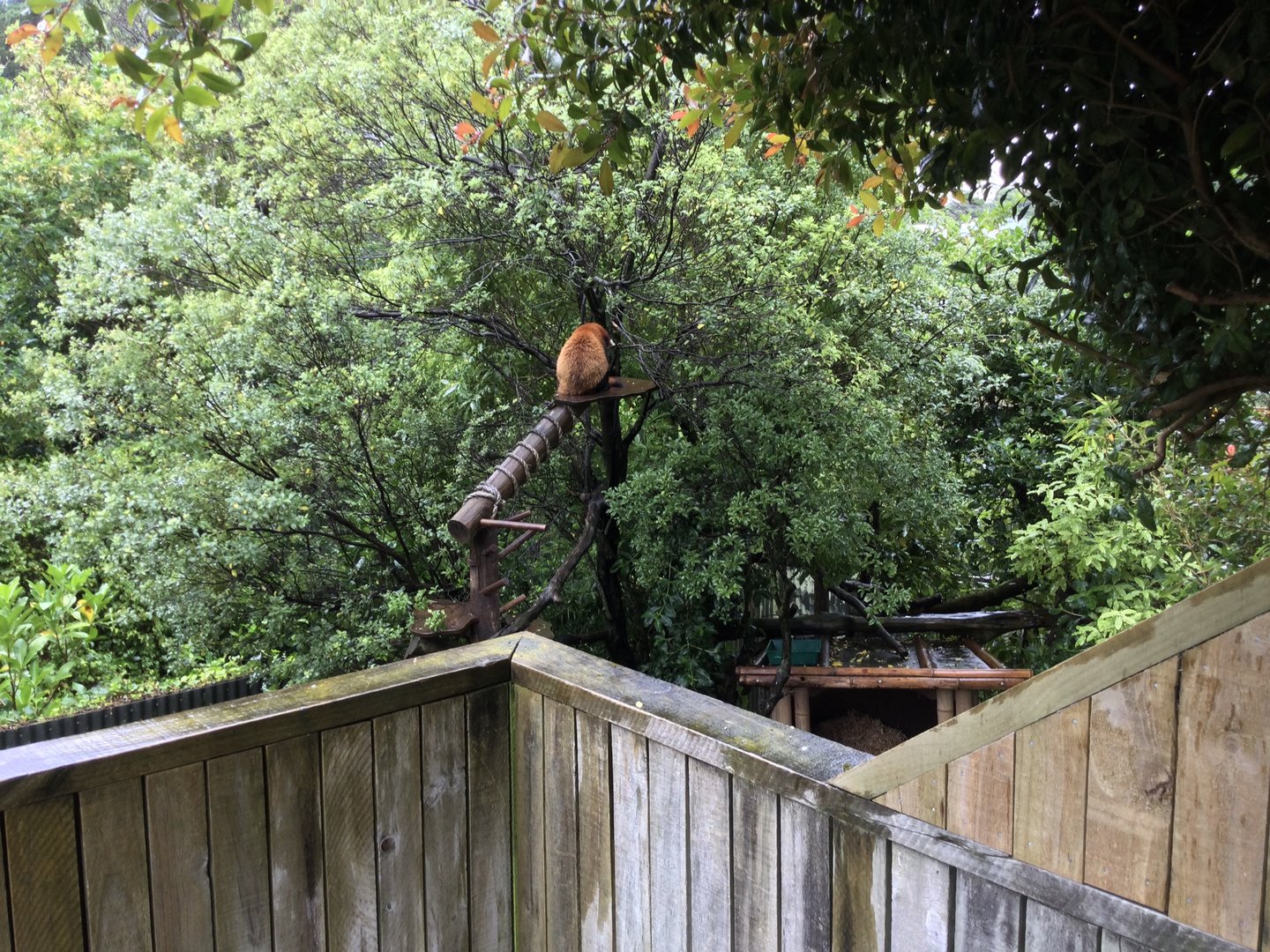 Nepalese Red Panda Exhibit (Back Exhibit)