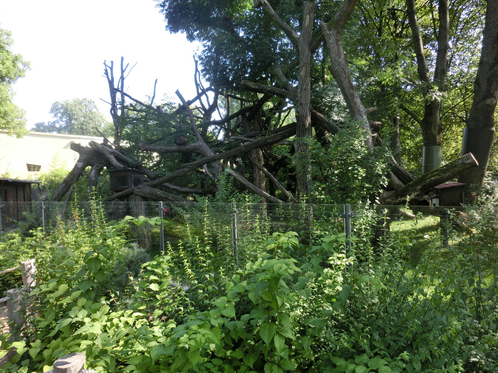 Nepalese red panda exhibit - Zoo Dresden