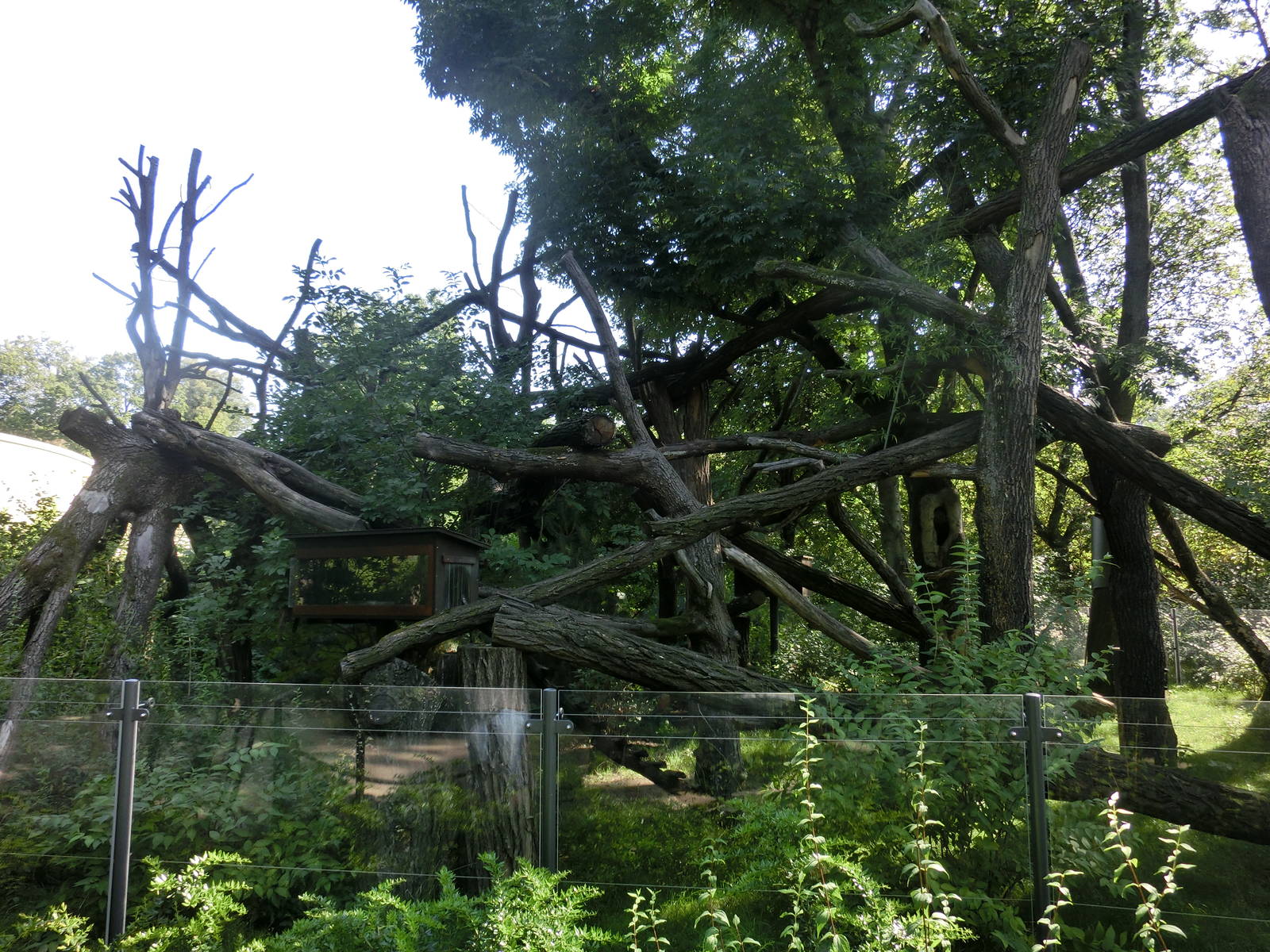 Nepalese red panda exhibit - Zoo Dresden