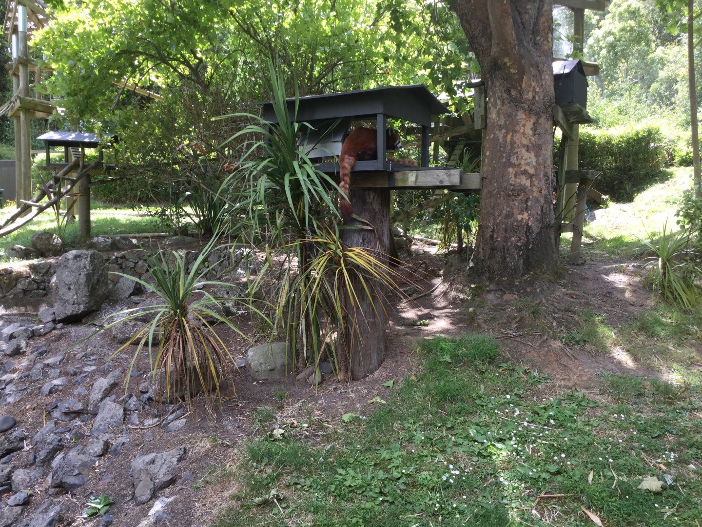 Nepalese Red Panda Exhibit